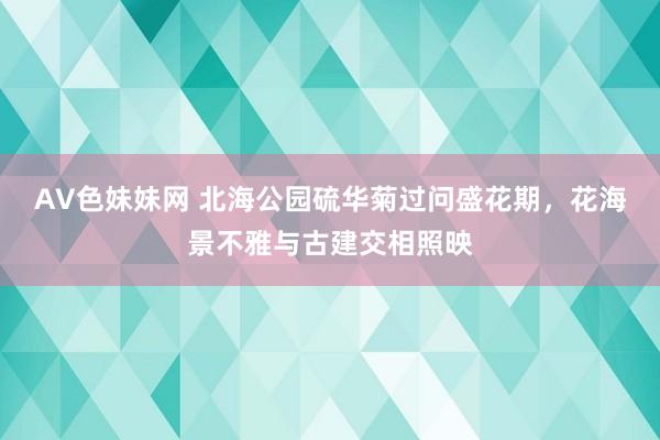 AV色妹妹网 北海公园硫华菊过问盛花期，花海景不雅与古建交相照映